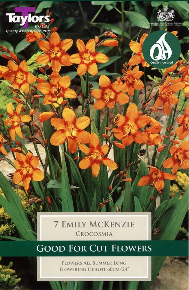 CROCOSMIA EMILY MCKENZIE 6
