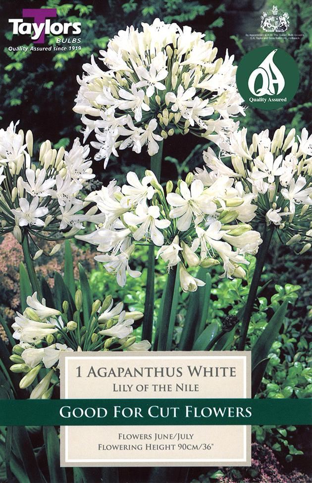 AGAPANTHUS WHITE 1-2 EYES X 1