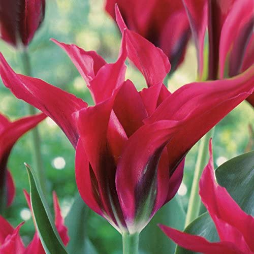 TULIPA DOLL'S MINUET X 8