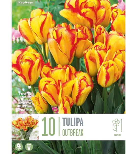 TULIPA DWARF OUTBREAK X 10