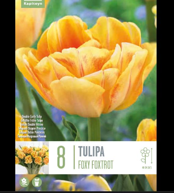 TULIPA FOXY FOXTROT 8 Bulbs