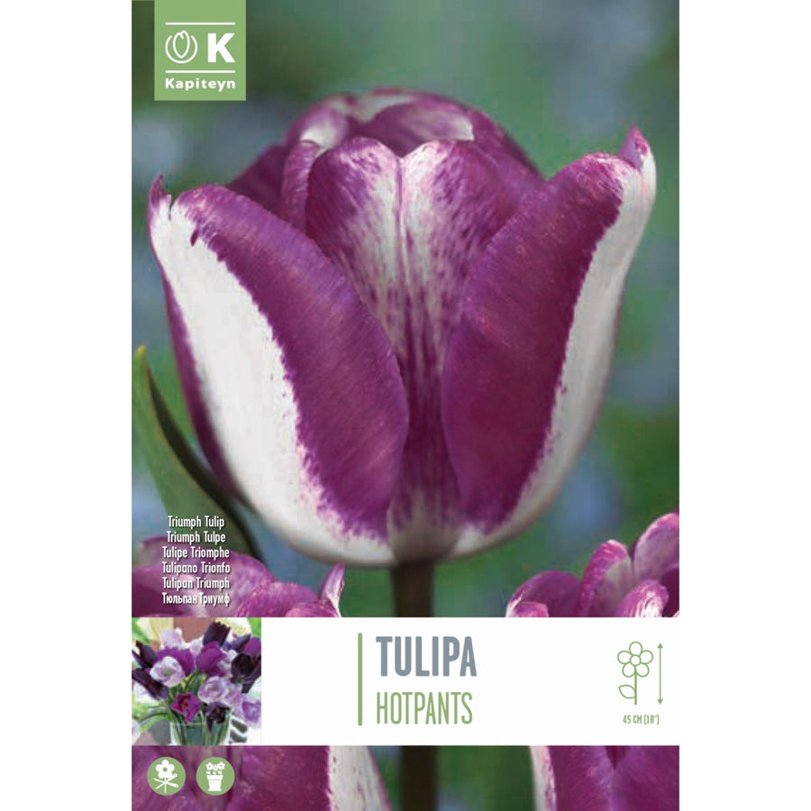 Tulipa Hotpants - Bulbs - Windyridge Garden Centre