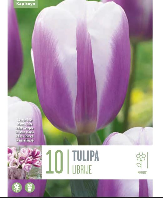 TULIPA LIBRIJE