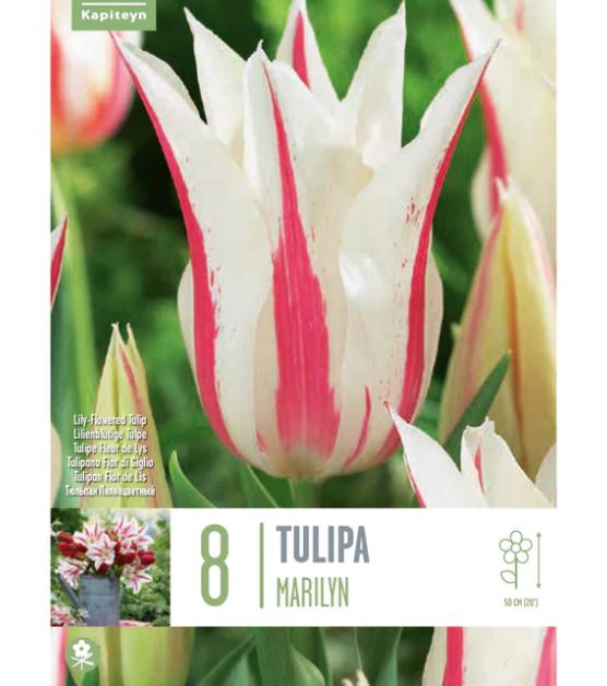 TULIPA MARILYN X 8