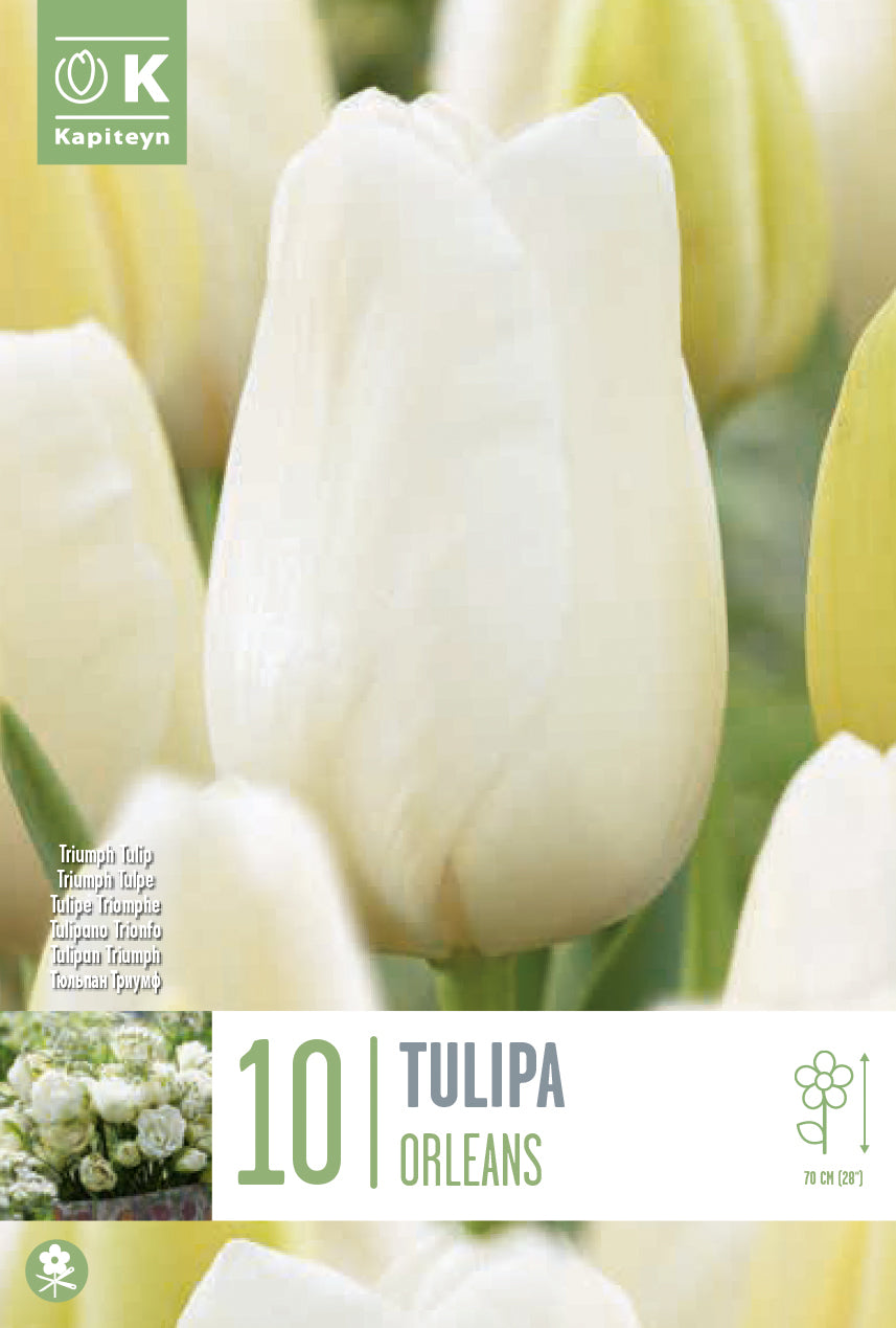 TULIPA ORLEANS 10 Bulbs