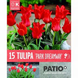 TULIPA PARK DREAMWAY 15 Bulbs