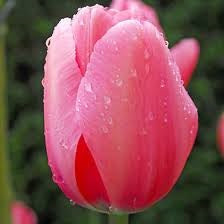 TULIPA PINK IMPRESSION 10 Bulbs