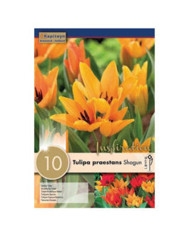 TULIPA PRAESTANS SHOGUN X 10