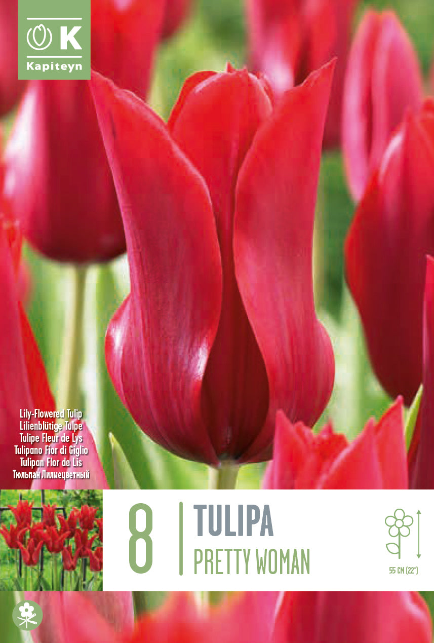 TULIPA PRETTY WOMAN 8 Bulbs