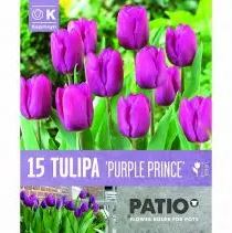 TULIPA PURPLE PRINCE 15 Bulbs