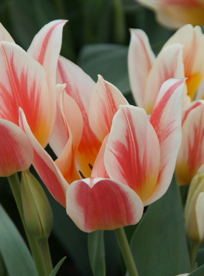 Tulipa Quebec X10 - Bulbs - Windyridge Garden Centre
