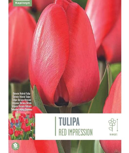 TULIPA RED IMPRESSION 10 Bulbs