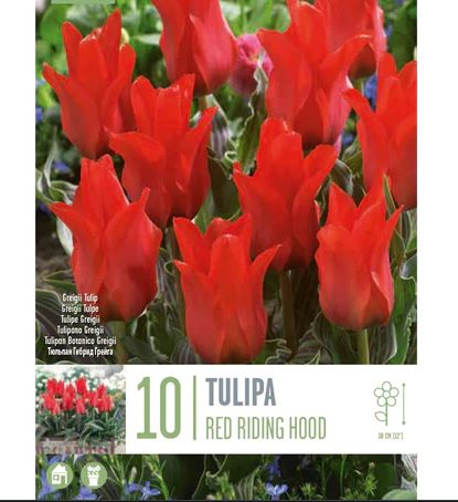 TULIPA RED RIDING HOOD 10 Bulbs