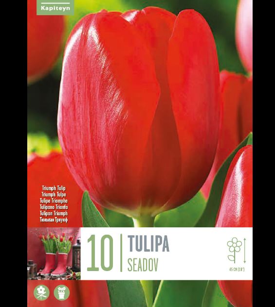 TULIPA SEADOV 10 Bulbs