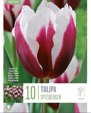 TULIPA SPITSBERGEN 10 Bulbs