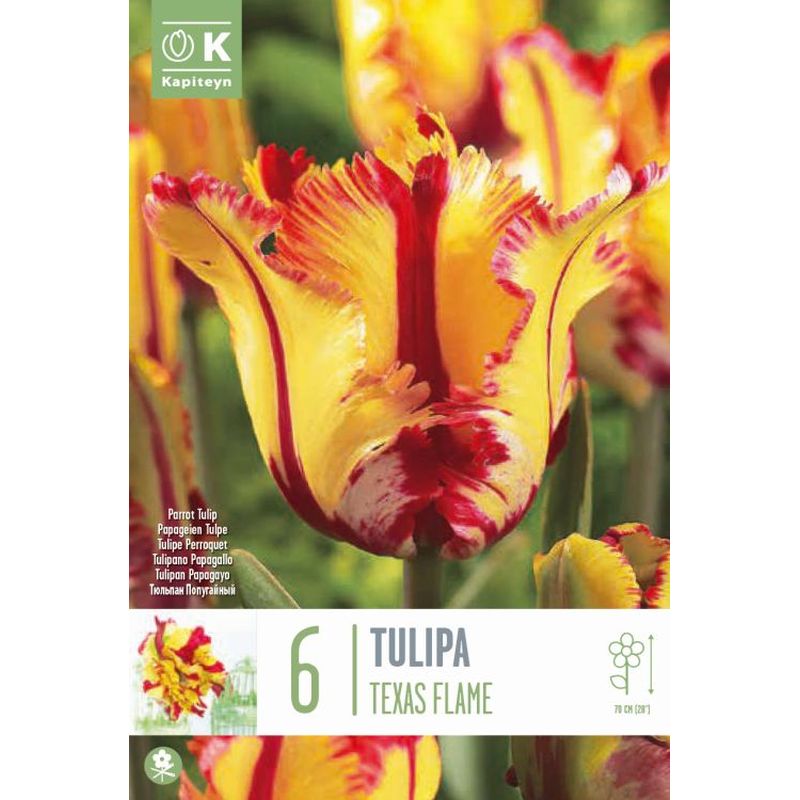 TULIPA TEXAS FLAME 6 Bulbs