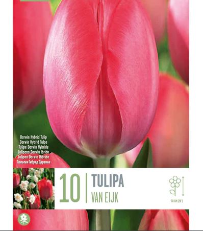 TULIPA VAN EIJK 10 Bulbs