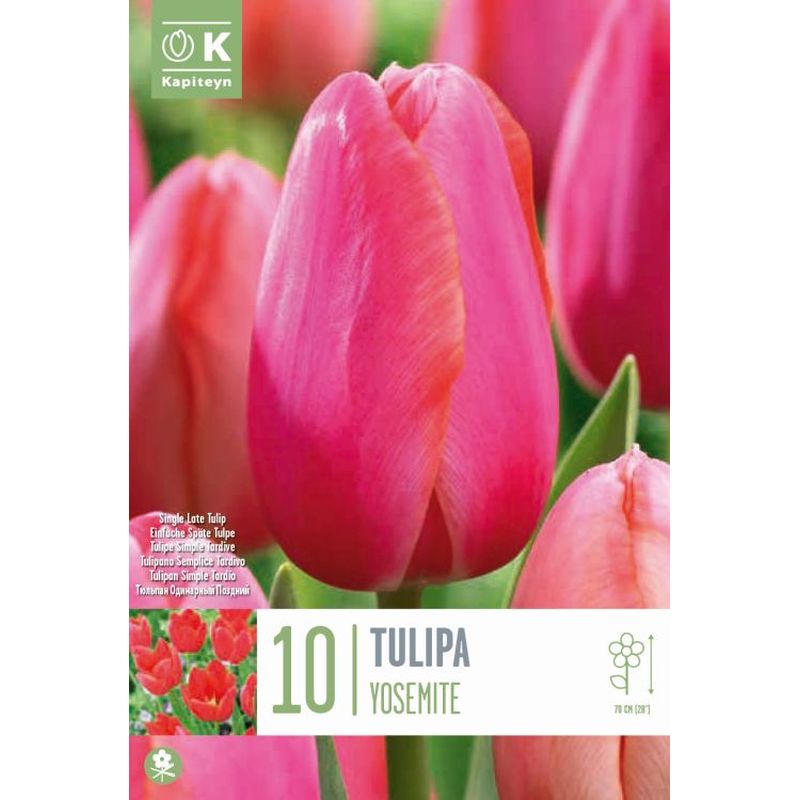 TULIPA YOSEMITE 10 Bulbs