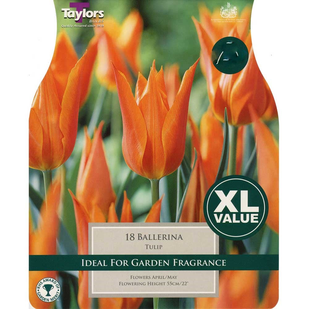 TULIP BALLERINA