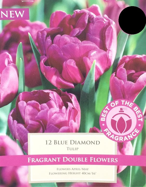 TULIP BLUE DIAMOND