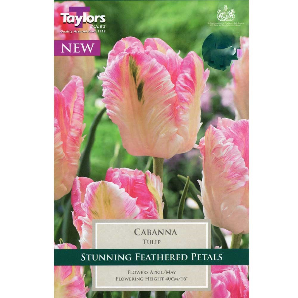 TULIP CABANNA 5