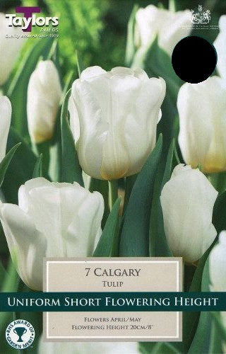 TULIP CALGARY