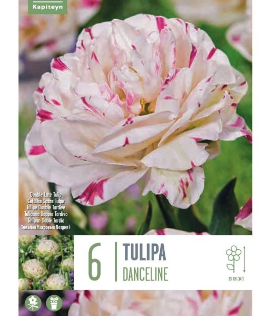 TULIP DANCELINE 6 Bulbs