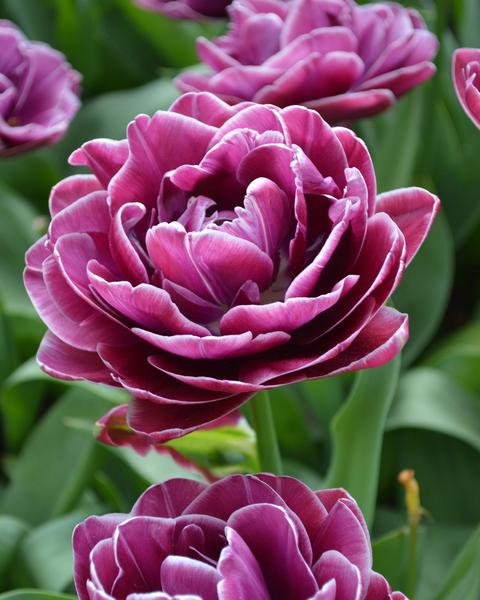 Tulip Dream Touch - Bulbs - Windyridge Garden Centre