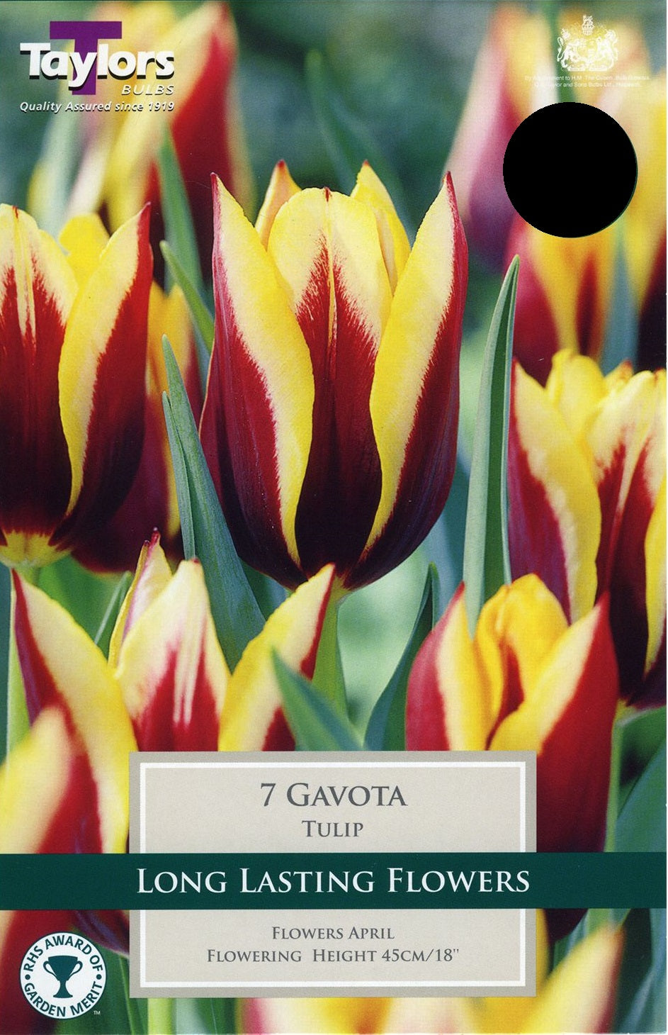 TULIP GAVOTA