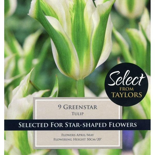 TULIP GREENSTAR