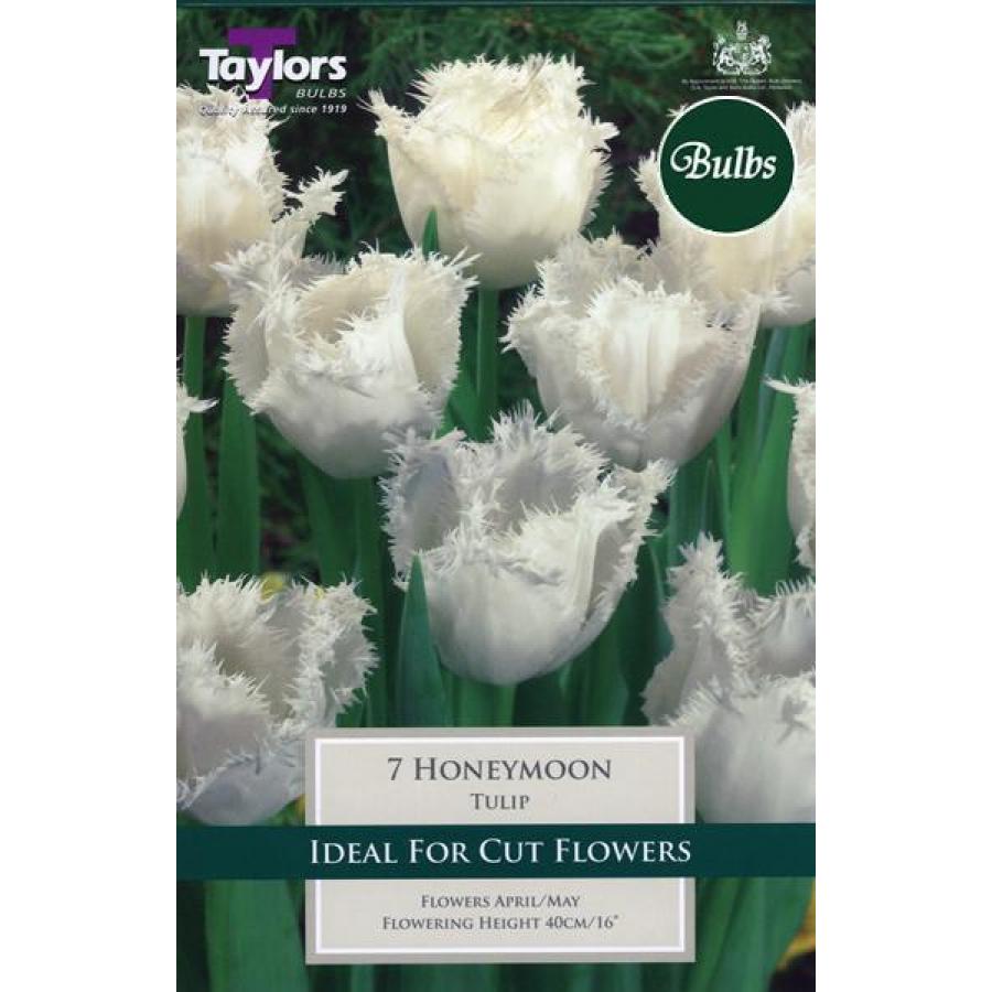 TULIP HONEYMOON