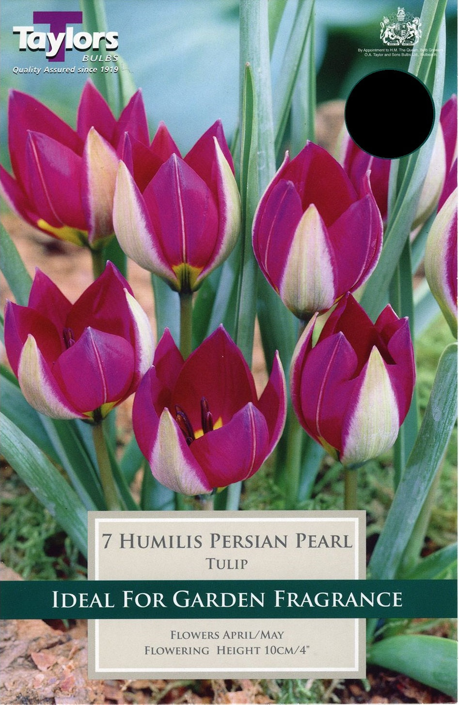 TULIP HUMILIS PERSIAN PEARL