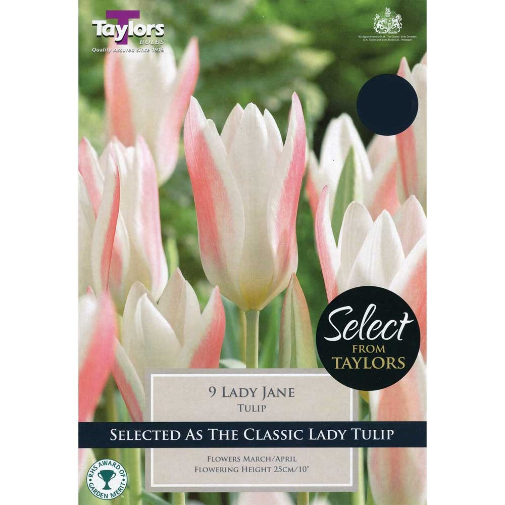 TULIP LADY JANE