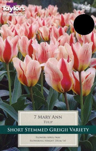 TULIP MARY ANN 8