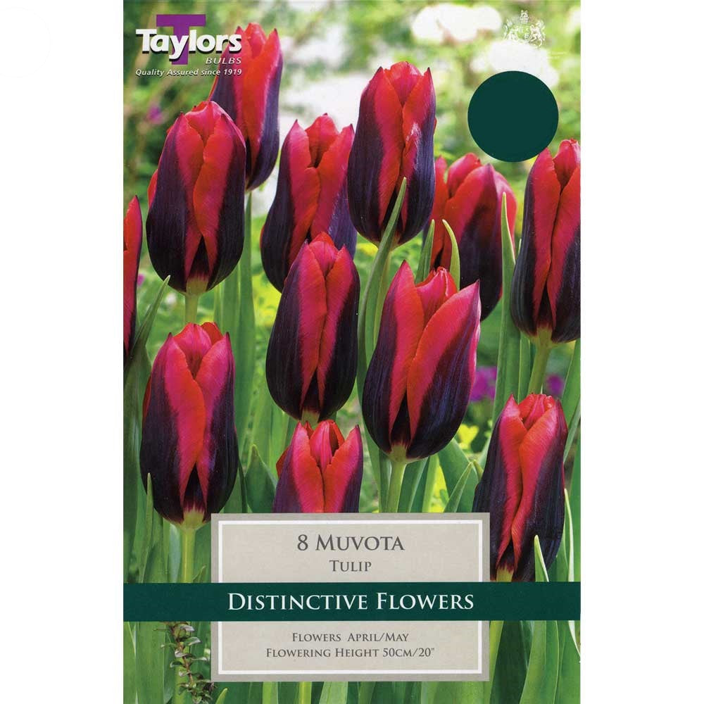 TULIP SLAWA 6