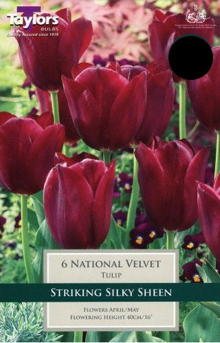 TULIP NATIONAL VELVET