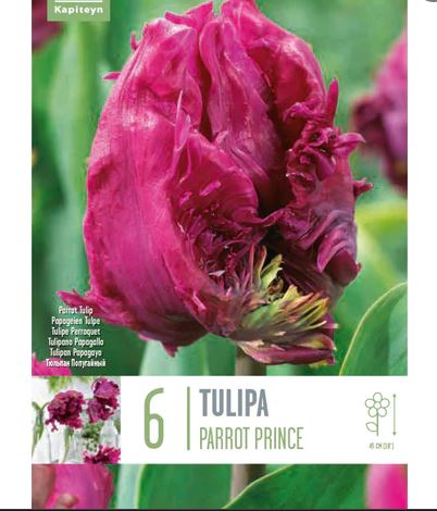 TUL PARROT PARROT PRINCE 6 Bulbs