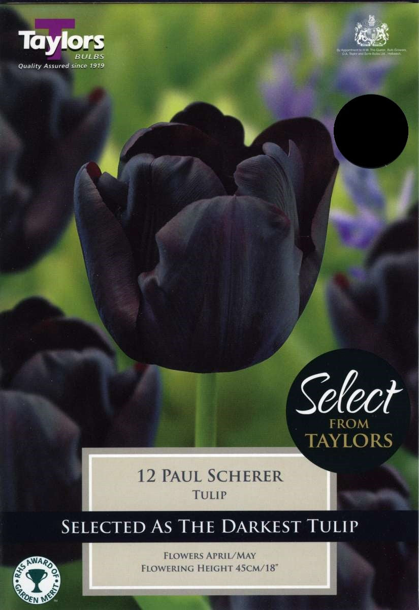 TULIP PAUL SCHERER 8