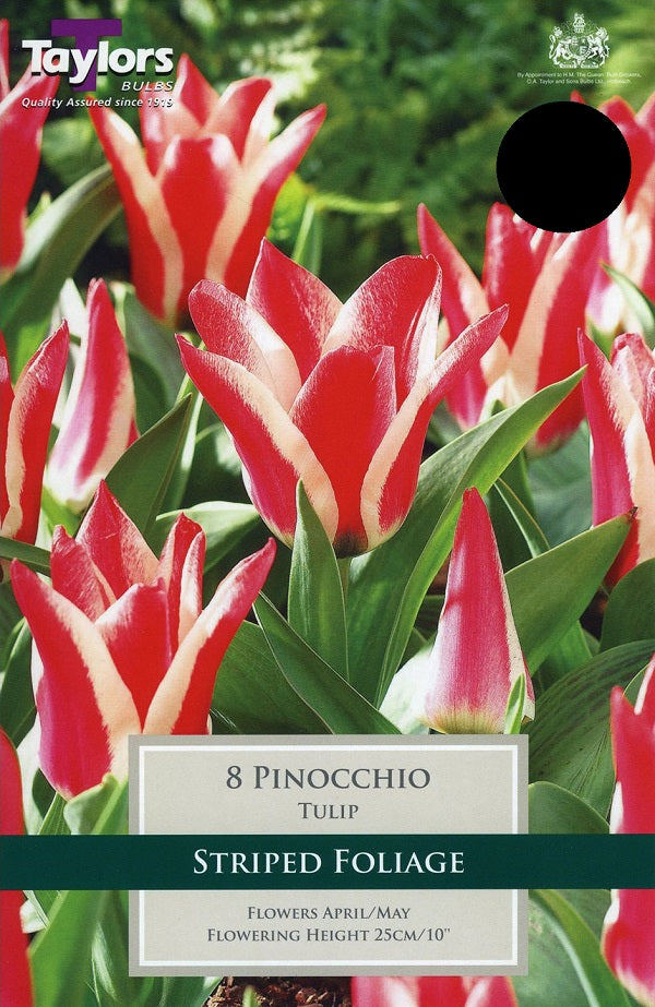 TULIP PINOCCHIO 8