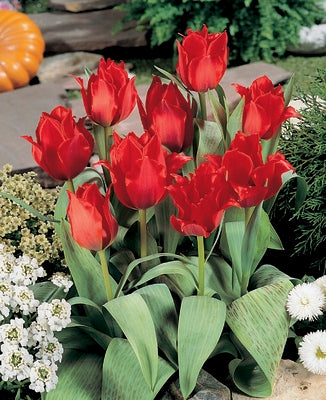 TULIP RED IMPRESSION 10 TRAY