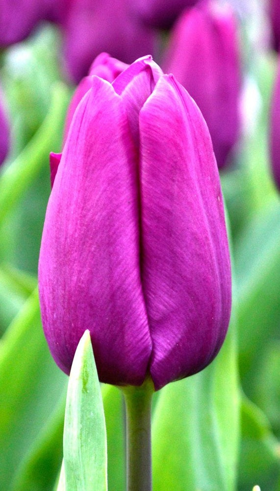 10 Tulip Purple Prince   Loose - Bulbs - Windyridge Garden Centre