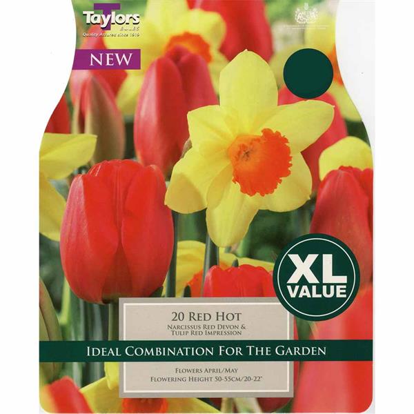 20 TULIP RED HOT  XL