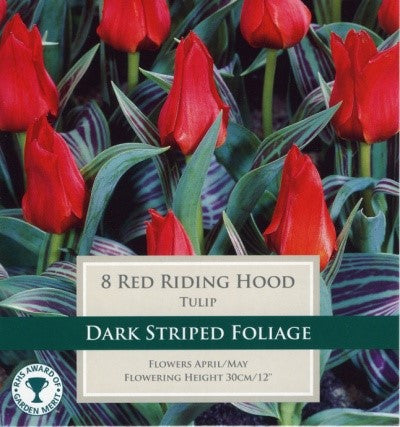 TULIP RED RIDING HOOD