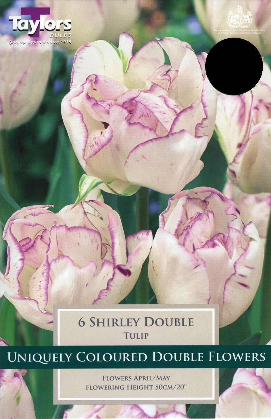 TULIP SHIRLEY DOUBLE 6