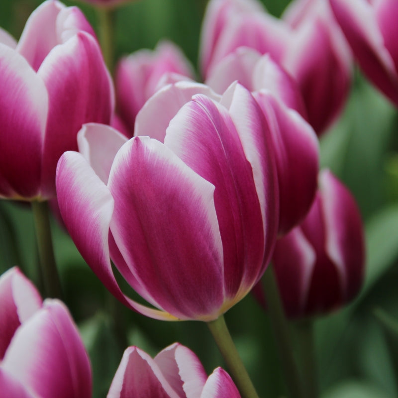 TULIP SYNAEDA BLUE P/P