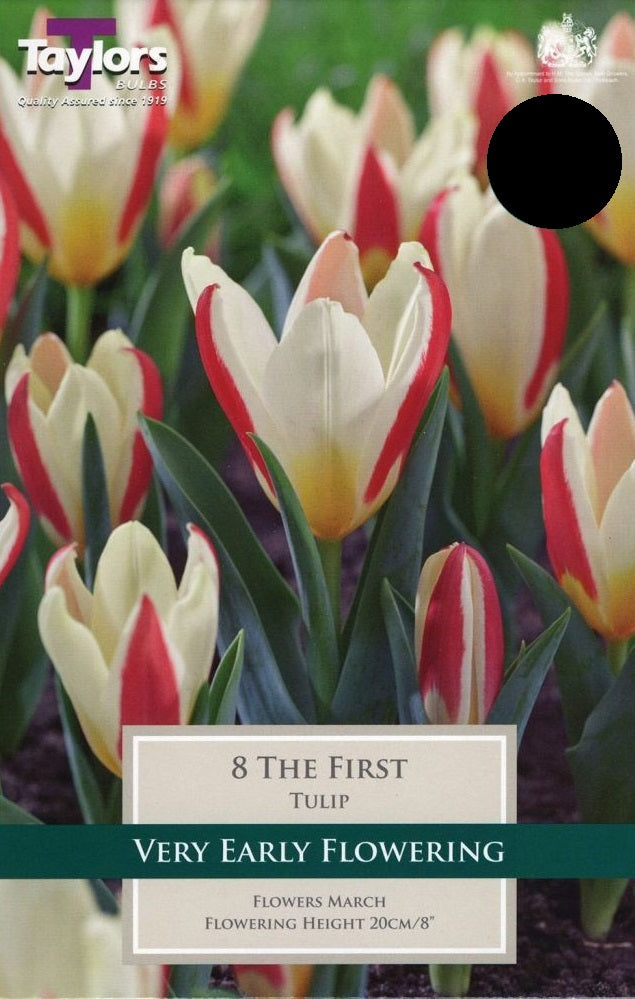 TULIP THE FIRST 8