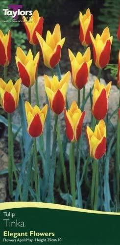 Tulip Tinka - Bulbs - Windyridge Garden Centre
