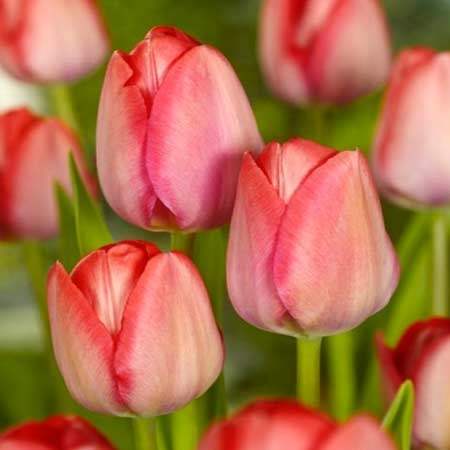 10 Loose Tulipa Van Eijk - Bulbs - Windyridge Garden Centre