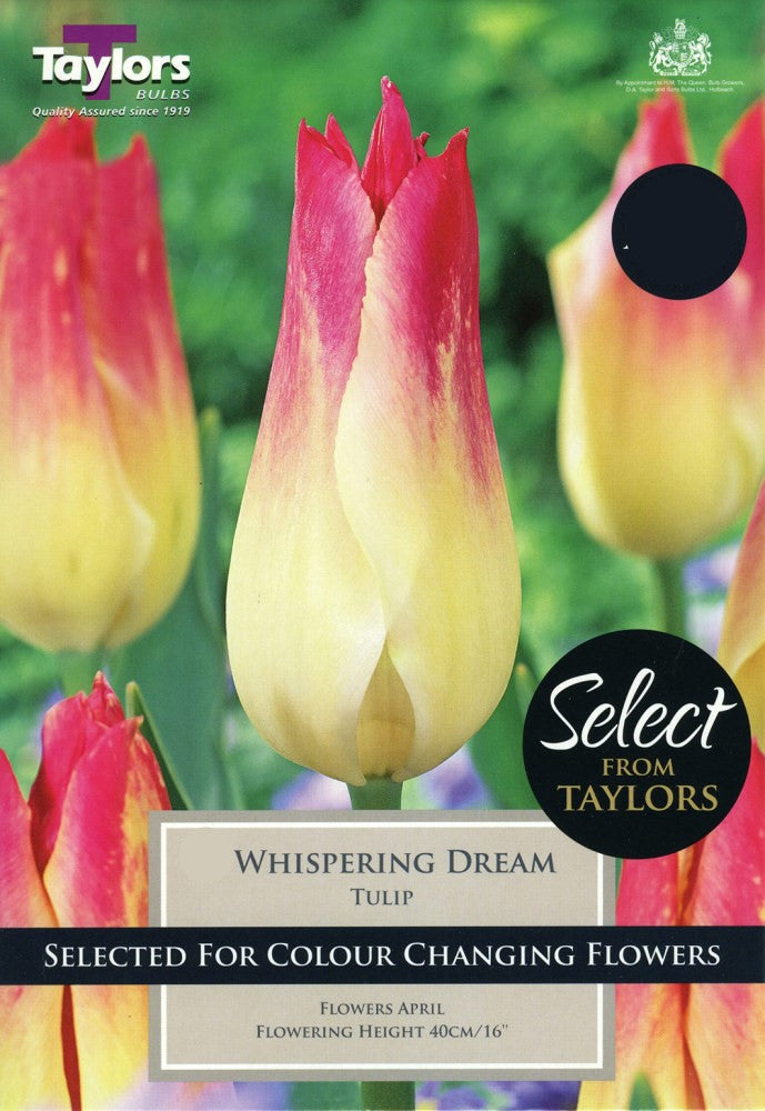 TULIP WHISPERING DREAM