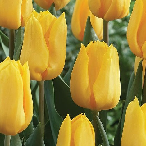 10 LOOSE TULIP YELLOW FLIGHT